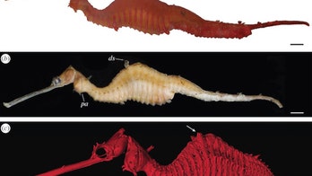 New sea dragon species flaunts ruby-red skin