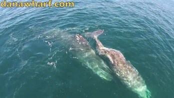 Drone-shot video captures courting gray whales