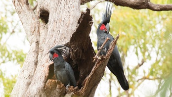 Cockatoos drop sick beats to charm mates