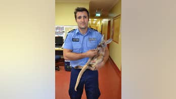 Cop saves baby kangaroo from eagle's clutches
