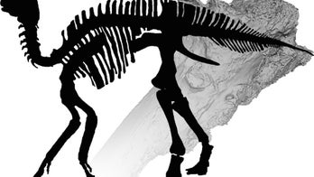 Ouch! Duck-billed dinosaur had arthritis in its elbow