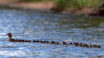 Mama duck with 76 ducklings on Minnesota lake captured in stunning photos
