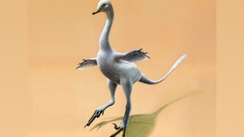 Duck-dinosaur hybrid baffles scientists with mixed-up body