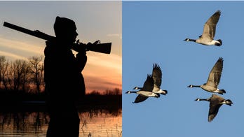Dead goose falls from sky, knocks hunter unconscious in 'freaky accident'