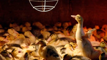 California's foie gras ban waddles to the Supreme Court