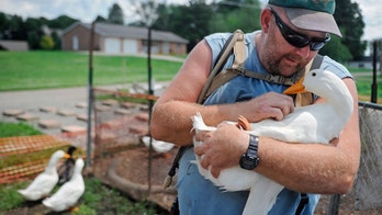 Ohio veteran can keep ducks to relieve PTSD, depression