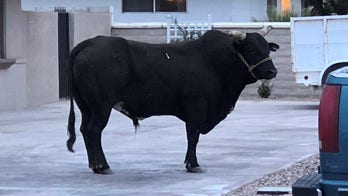 Bull captured in Las Vegas after running loose in neighborhood