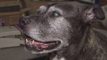 Michigan dog doused with Drano in cruel home invasion