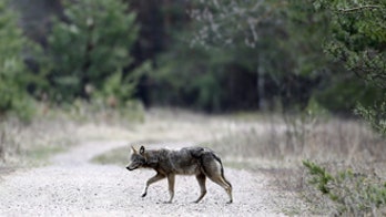 Collared wolf dead, 3 others survive in Idaho wilderness
