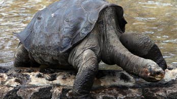Remains of tortoise Lonesome George returning to Ecuador