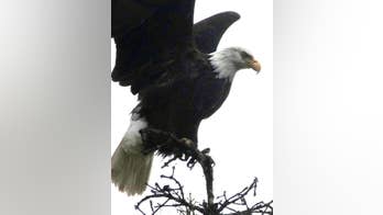 15 charged in South Dakota 'chop shop' for eagles, officials say