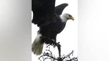 The bald and the bold: Eagles' resurgence comes at a price