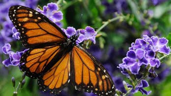 Bees, butterflies to get better habitat along Interstate 35
