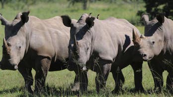 Despite poaching, South Africa plans for rhino horn trade