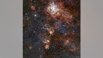 A tarantula and seahorse make up these dazzling nebulas