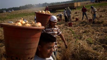 Georgia Survey Finds Farmers Are Having Hard Time Replacing Migrant Workers