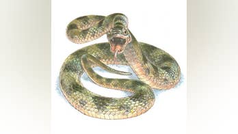 Ancient snake's colors revealed through 10-million-year-old fossil