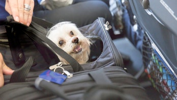 Coronavirus outbreak: How to travel with pets