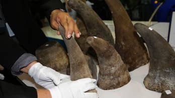 Thai customs sizes 21 rhino horns worth $5 million
