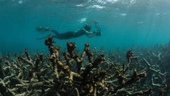 Scientists race to prevent wipeout of world's coral reefs