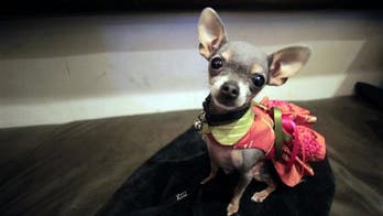Westminster Dog Show: Meet the Competition