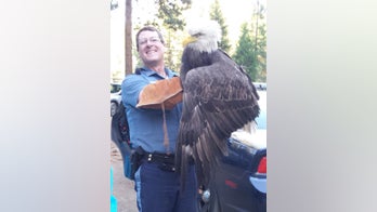 Wounded eagle rescued by Oregon State Police, transported in cruiser as 'back seat driver'