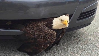 Eagle freed in Hurricane Matthew aftermath from car grill in Florida