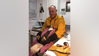Maryland police officer rescues bald eagle on Christmas Eve