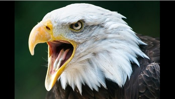 ‘Alarming’ number of eagles killed by wind farms, new study finds