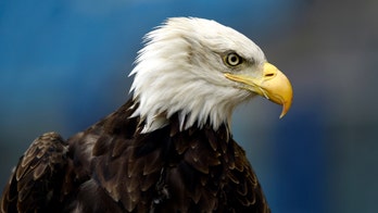 UK may start using eagles to take down drones flying contraband into prisons