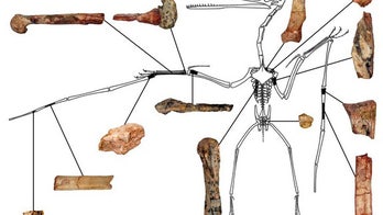 'Hidden dragon' beast gave rise to fearsome flying reptiles