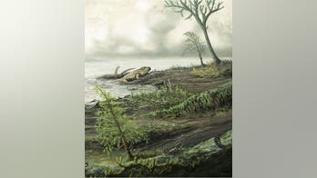 How 450-million-year-old bacteria evolved into a dangerous superbug