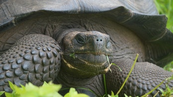 New species of tortoise found on Galapagos island
