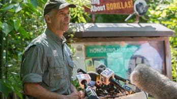 Zoo: Gorilla's death drew attention, didn't hurt attendance