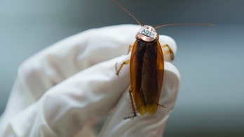 Cockroaches may be inside your PS4