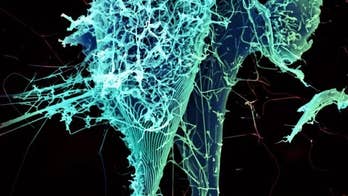 Atom smasher detects hints of new unstable particle