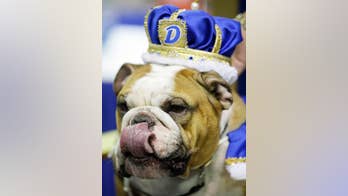 Vincent named 'Beautiful Bulldog' and Drake Relays mascot