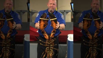 TSA screens lobster, upsetting Connecticut fish market owner