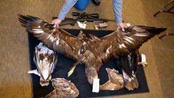 Eagle 'chop shop' case offers window into trafficking trade