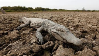 AP PHOTOS: In Paraguay, drought-stricken caimans agonize