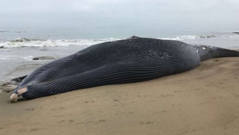 Blue whale found on California coast died from ship strike, scientists say