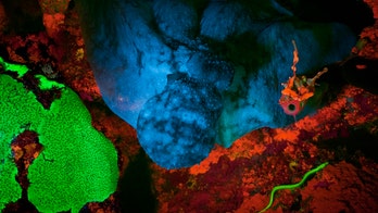 Shy eel glows bright green, possibly as a 'sexy charm'