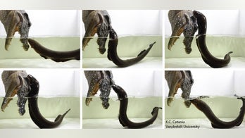 Shocking! Electric eels can leap out of water to attack