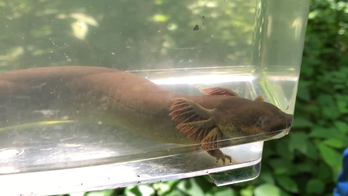 Indiana wildlife officials catch 'peculiar' eel-like creature in local swamp
