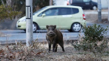 Toxic wild boars reportedly stalk Fukushima residents