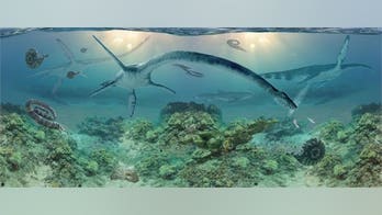 Ancient reptile with 'ridiculously long neck' unearthed in Alaska