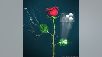 Cyborg roses wired with self-growing circuits