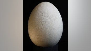Egg of extinct elephant bird was mislabeled as fake for decades, museum realizes