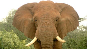 Poachers killed more than 100,000 elephants in 3 years