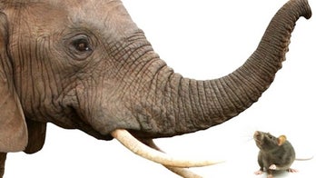 Elephants can outsniff rats and dogs